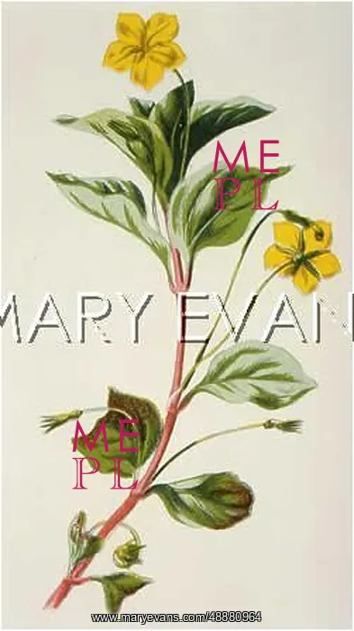  : LYSIMACHIA MEMORUM