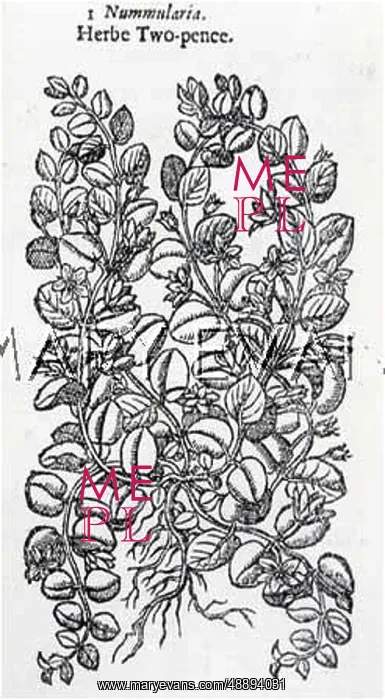 : LYSIMACHIA NUMMULARIA : LYSIMACHIA NUMMULARIA