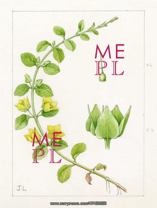 : Lysimachia nummularia - creeping jenny : Lysimachia nummularia - creeping jenny