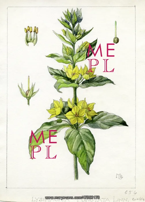 : Lysimachia punctata - dotted loosestrife : Lysimachia punctata - dotted loosestrife