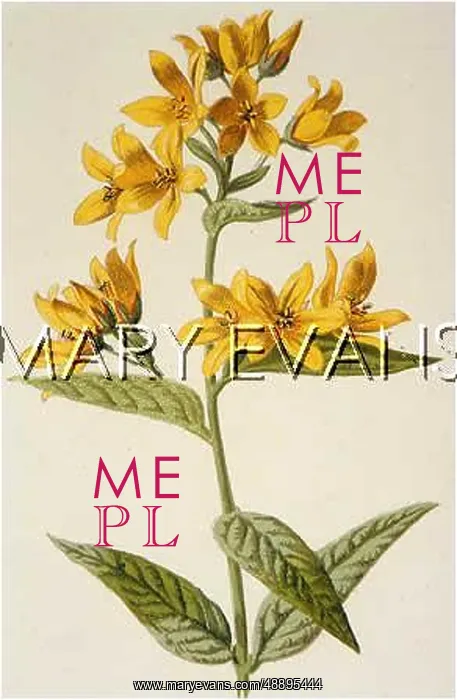  : LYSIMACHIA VULGARIS