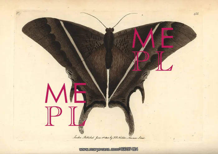 : Lyssa patroclus moth : Lyssa patroclus moth