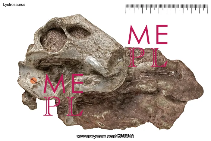: Lystrosaurus : Lystrosaurus