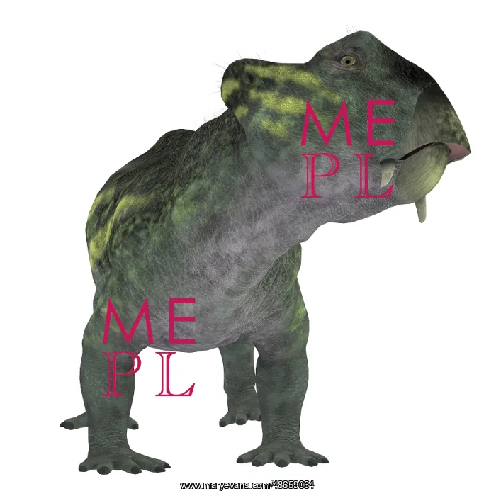 : Lystrosaurus dinosaur, front view : Lystrosaurus dinosaur, front view