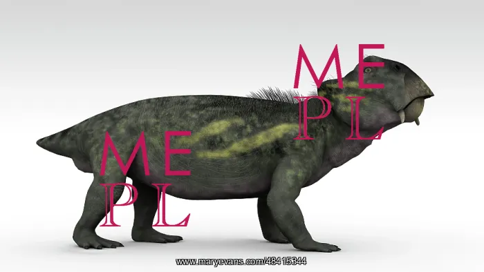 : Lystrosaurus, a therapsid from the Permian and Triassic ? : Lystrosaurus, a therapsid from the Permian and Triassic ?