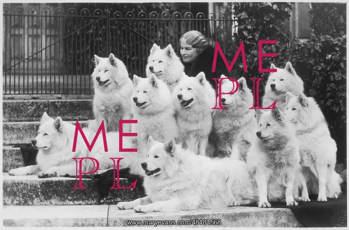 : M Keyte Perry and Samoyeds : M Keyte Perry and Samoyeds