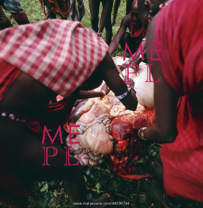 : Maasai preparing meat : Maasai preparing meat