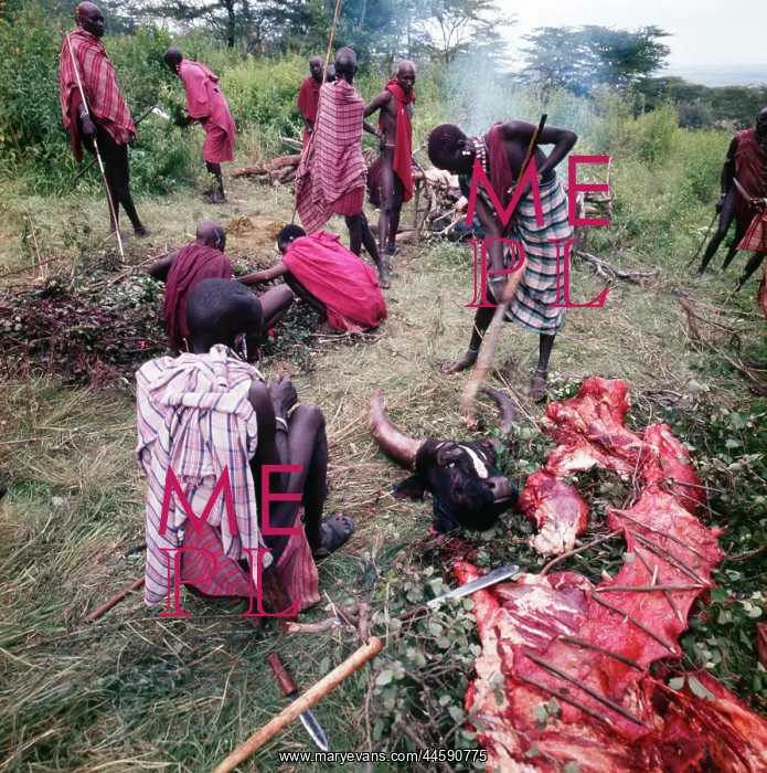 : Maasai warriors preparing meat for a ceremony : Maasai warriors preparing meat for a ceremony