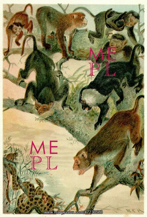  : MACACO MONKEYS / R.E.H