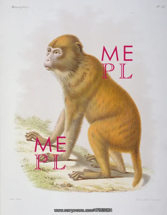 : Macacus tcheliensis, macaquc : Macacus tcheliensis, macaquc
