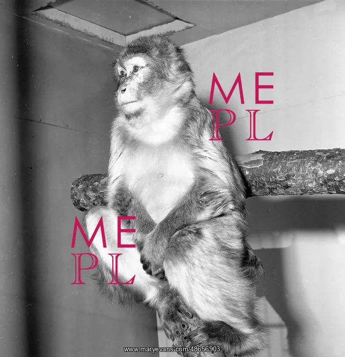  : Macaque
