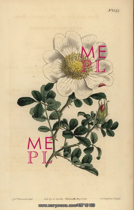 : Macartney's rose, Rosa bracteata : Macartney's rose, Rosa bracteata