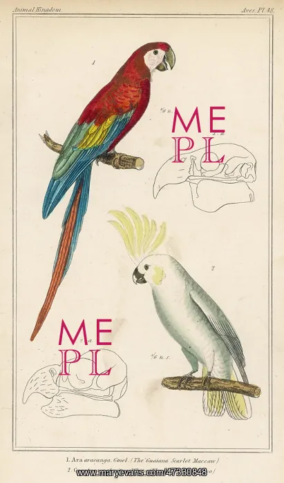 : MACAW AND COCKATOO : MACAW AND COCKATOO