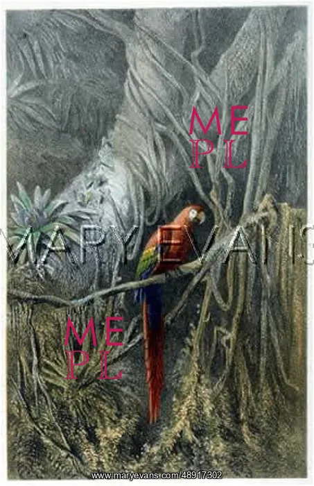 : MACAW IN THE JUNGLE : MACAW IN THE JUNGLE