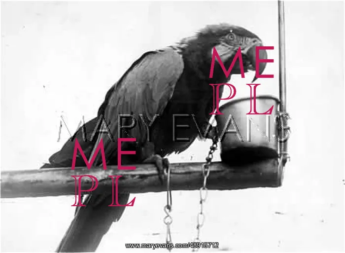 : MACAW ON A PERCH : MACAW ON A PERCH