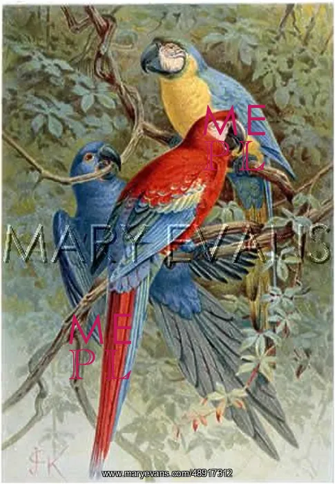 : THREE MACAWS : THREE MACAWS
