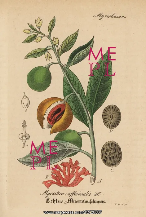 : Mace and nutmeg, Myristica fragrans : Mace and nutmeg, Myristica fragrans