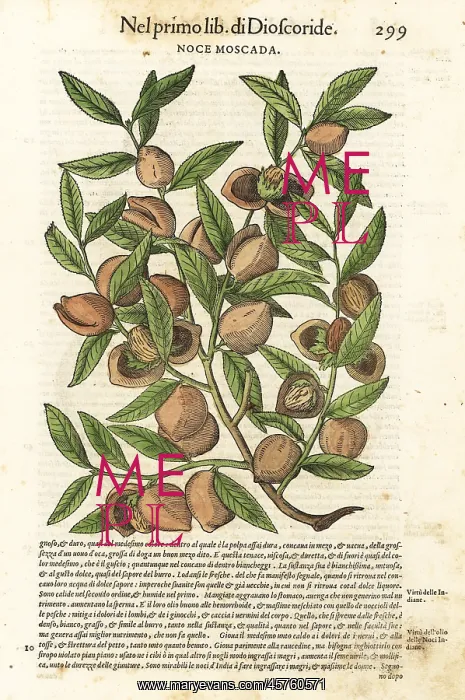 : Mace and nutmeg, Myristica fragrans : Mace and nutmeg, Myristica fragrans