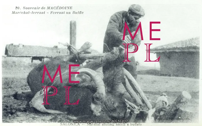 : Macedonia - Blacksmith shoeing a Buffalo : Macedonia - Blacksmith shoeing a Buffalo