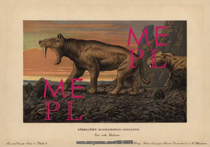 : Machaidorus neogaeus, Smilodon neogaeus, saber-toothed : Machaidorus neogaeus, Smilodon neogaeus, saber-toothed