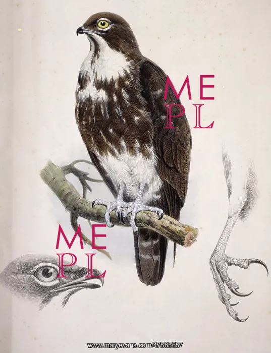 : Macheiramphus alcinus, bat hawk : Macheiramphus alcinus, bat hawk