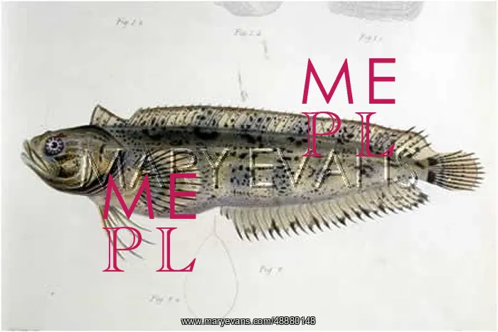  : MACKEREL (CURTIS)