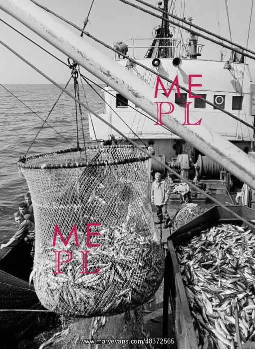 : Mackerel fishery in the Far East : Mackerel fishery in the Far East