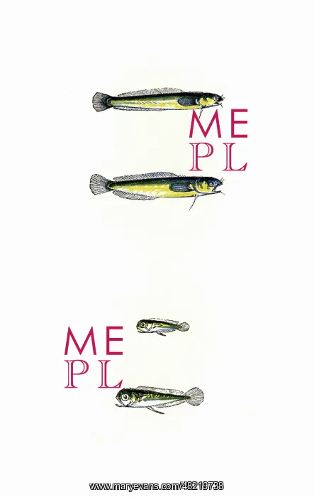 : Mackerel Midge and Thompson's Midge : Mackerel Midge and Thompson's Midge