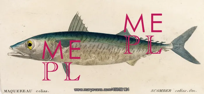  : Mackerel, or Scomber Colias