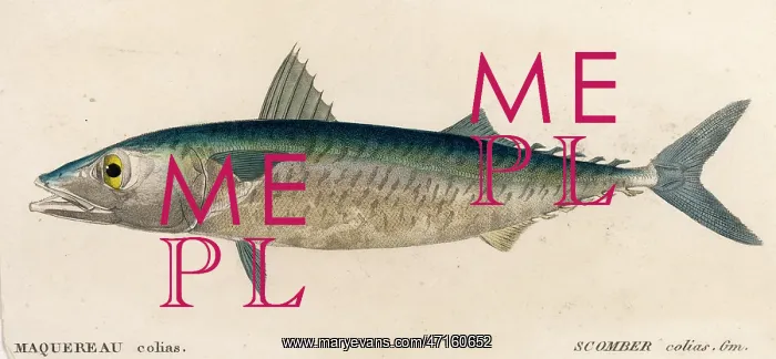  : Mackerel, or Scomber Colias
