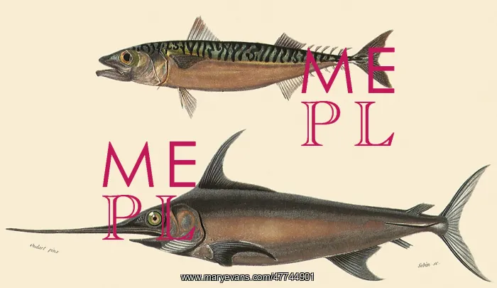  : A Mackerel and a Swordfish
