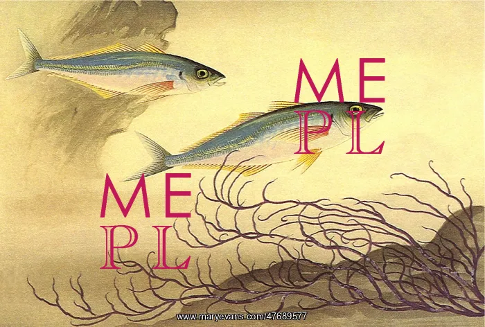  : Mackerels