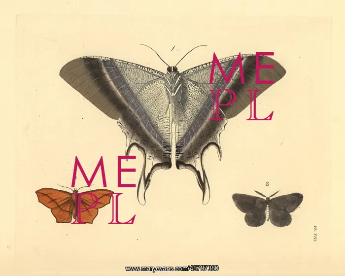: Macleay's swallowtail, dark umber and chain-dotted geometer : Macleay's swallowtail, dark umber and chain-dotted geometer