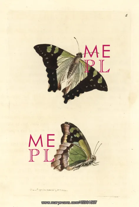 : Macleay's swallowtail, Graphium macleayanus : Macleay's swallowtail, Graphium macleayanus