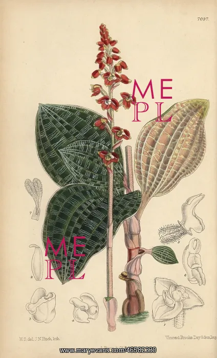 : Macodes javanica, native of Java, Indonesia : Macodes javanica, native of Java, Indonesia