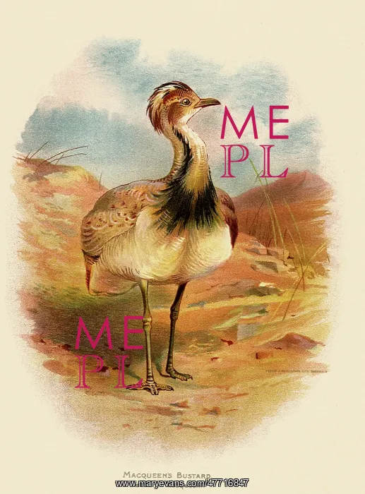  : Macqueen's Bustard