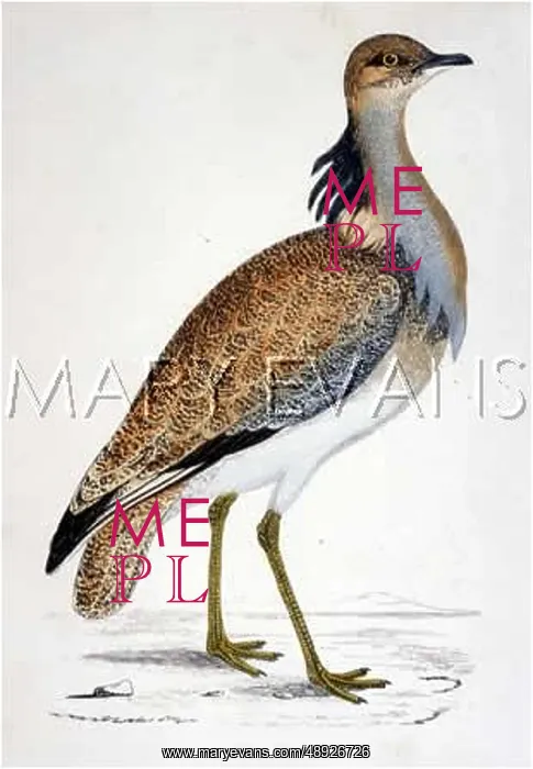  : MACQUEEN'S BUSTARD