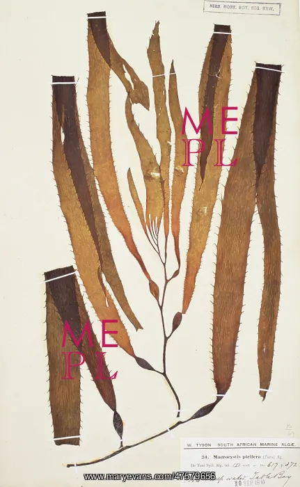 : Macrocystis pyrifera, giant kelp : Macrocystis pyrifera, giant kelp