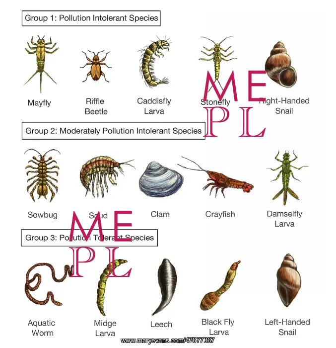: Macroinvertebrates Chart, Pollution Tolerance : Macroinvertebrates Chart, Pollution Tolerance