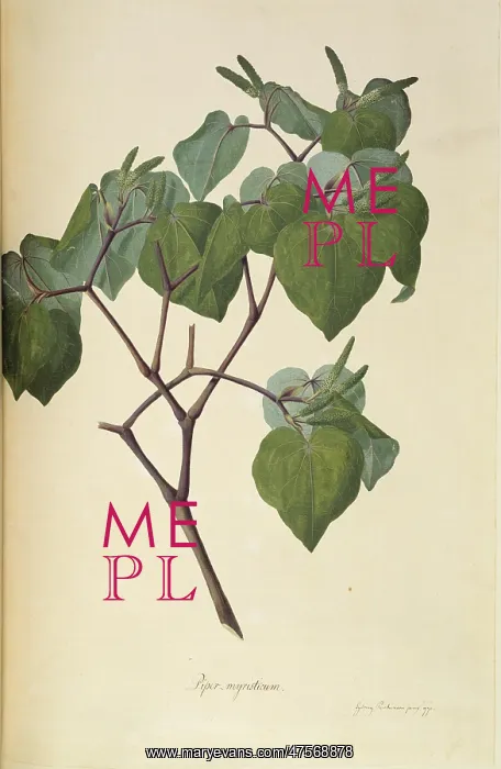 : Macropiper excelsum, kawakawa pepper tree : Macropiper excelsum, kawakawa pepper tree