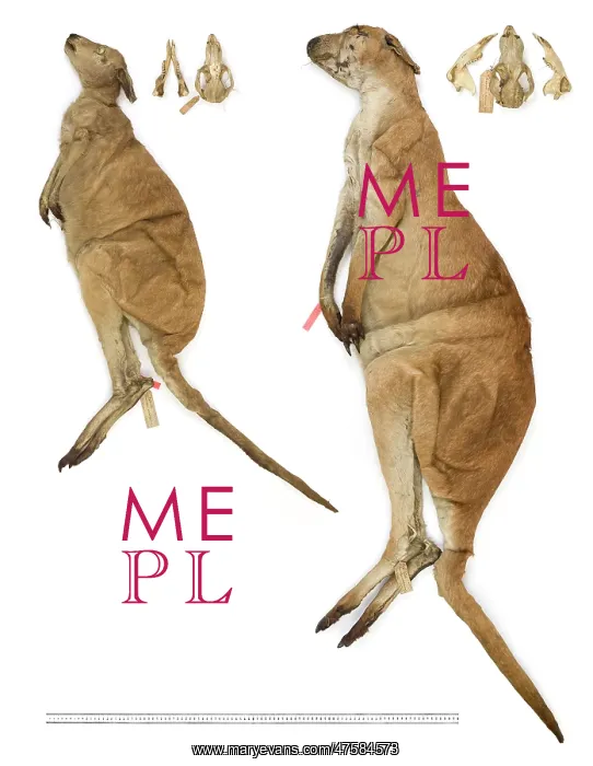 : Macropus antilopinus, antilopine wallaby : Macropus antilopinus, antilopine wallaby
