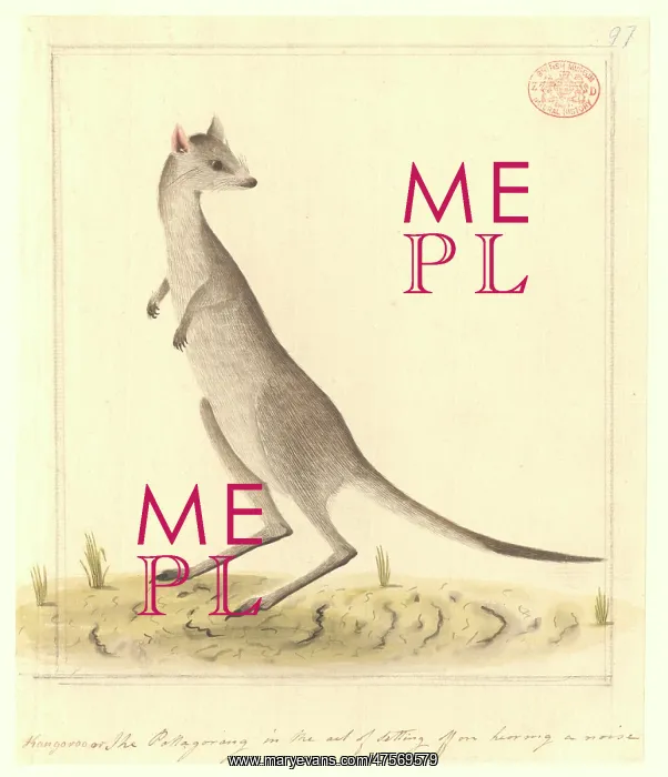 : Macropus giganteus, eastern gray kangaroo : Macropus giganteus, eastern gray kangaroo