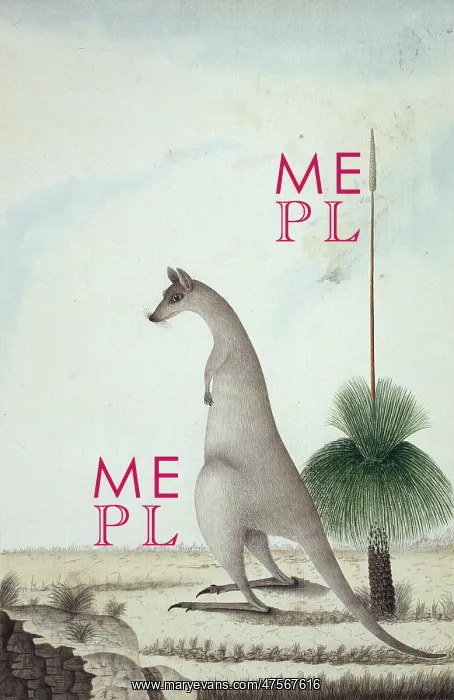 : Macropus giganteus, eastern gray kangaroo and Xanthorrhoea s : Macropus giganteus, eastern gray kangaroo and Xanthorrhoea s