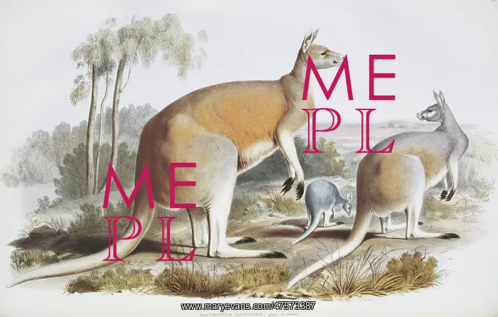 : Macropus laniger, great red kangaroo : Macropus laniger, great red kangaroo
