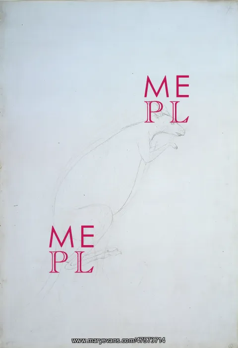 : Macropus sp. kangaroo : Macropus sp. kangaroo