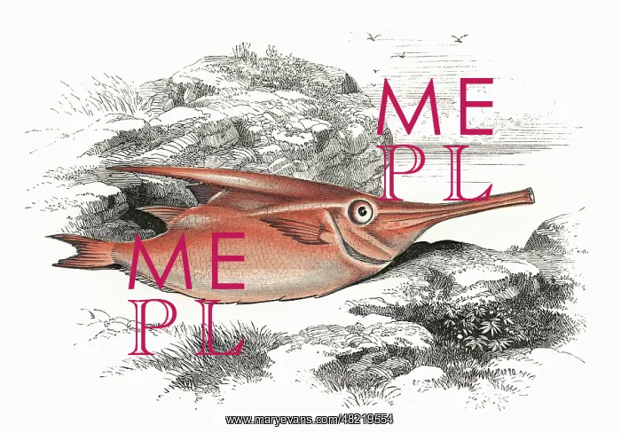 : Macroramphosus scolopax, or Longspine Snipefish : Macroramphosus scolopax, or Longspine Snipefish