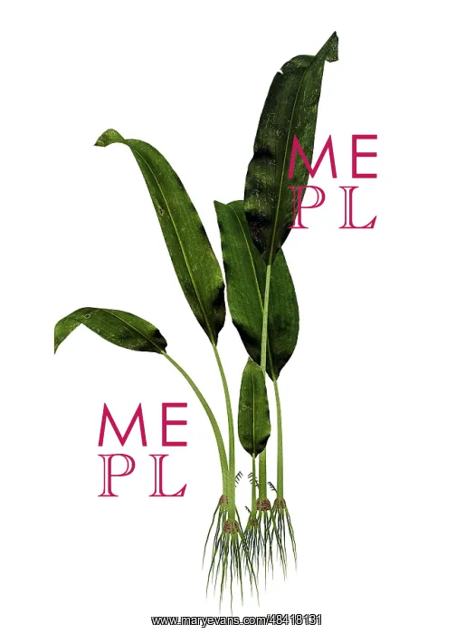 : Macrotaeniopteris prehistoric plant : Macrotaeniopteris prehistoric plant