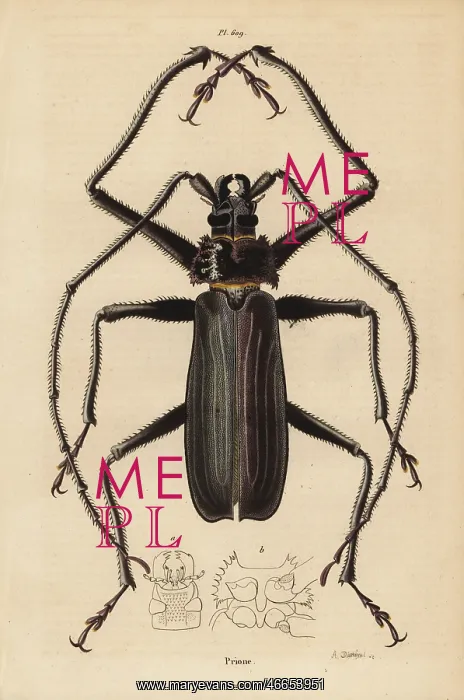 : Macrotoma hayesii beetle : Macrotoma hayesii beetle