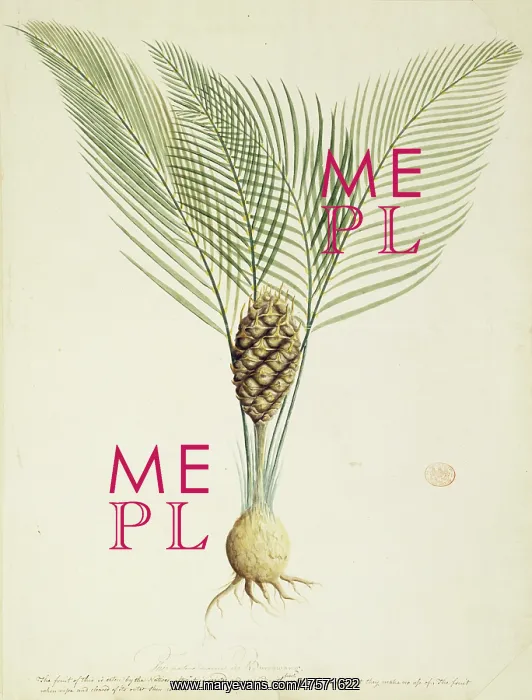 : Macrozamia communis, burrawang palm : Macrozamia communis, burrawang palm