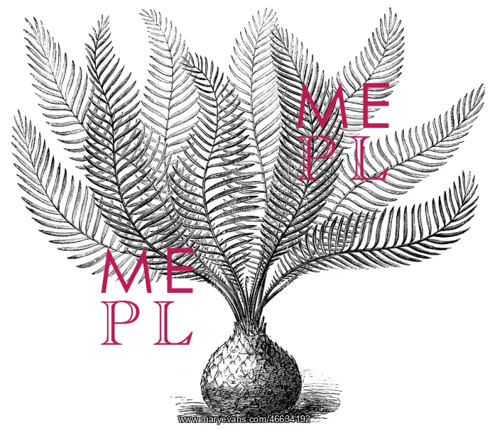: Macrozamia Spiralis plant : Macrozamia Spiralis plant